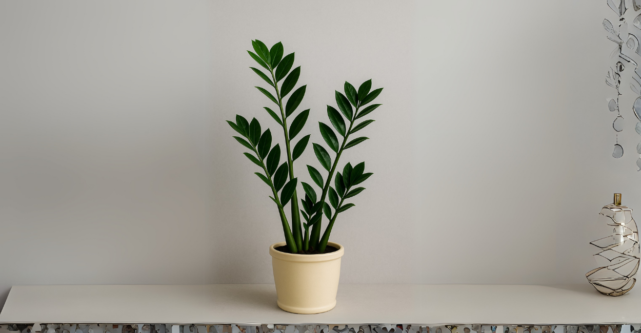 Zamioculca na decoração: inspirações para cada cômodo
