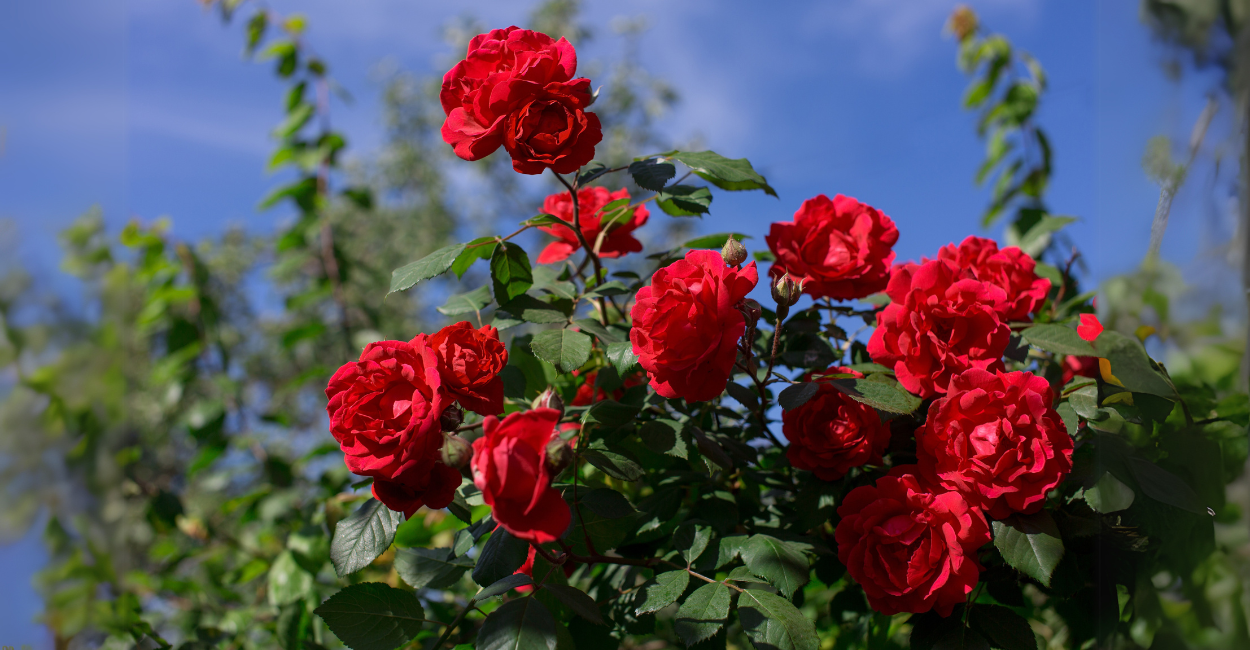 Como Cuidar de Roseiras: Guia Completo para Flores Vibrantes e um Jardim Encantador
