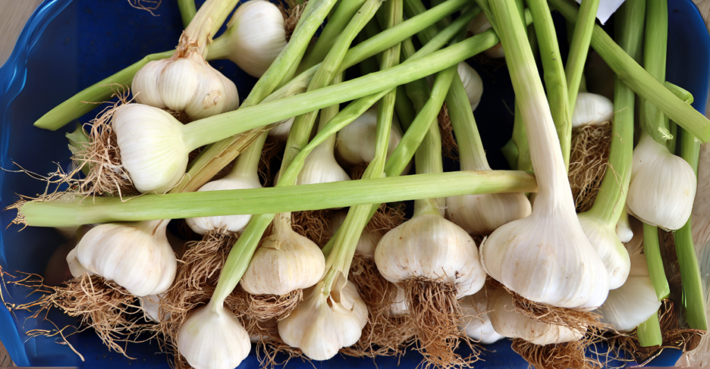 Por que usar adubo orgânico no cultivo de alho