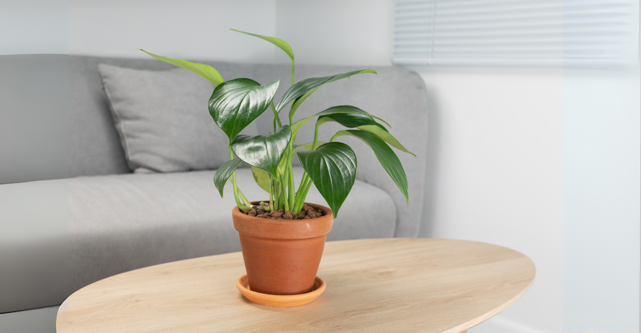 Jiboia: Guia Completo de Cuidados, Tipos e Inspirações para Decorar