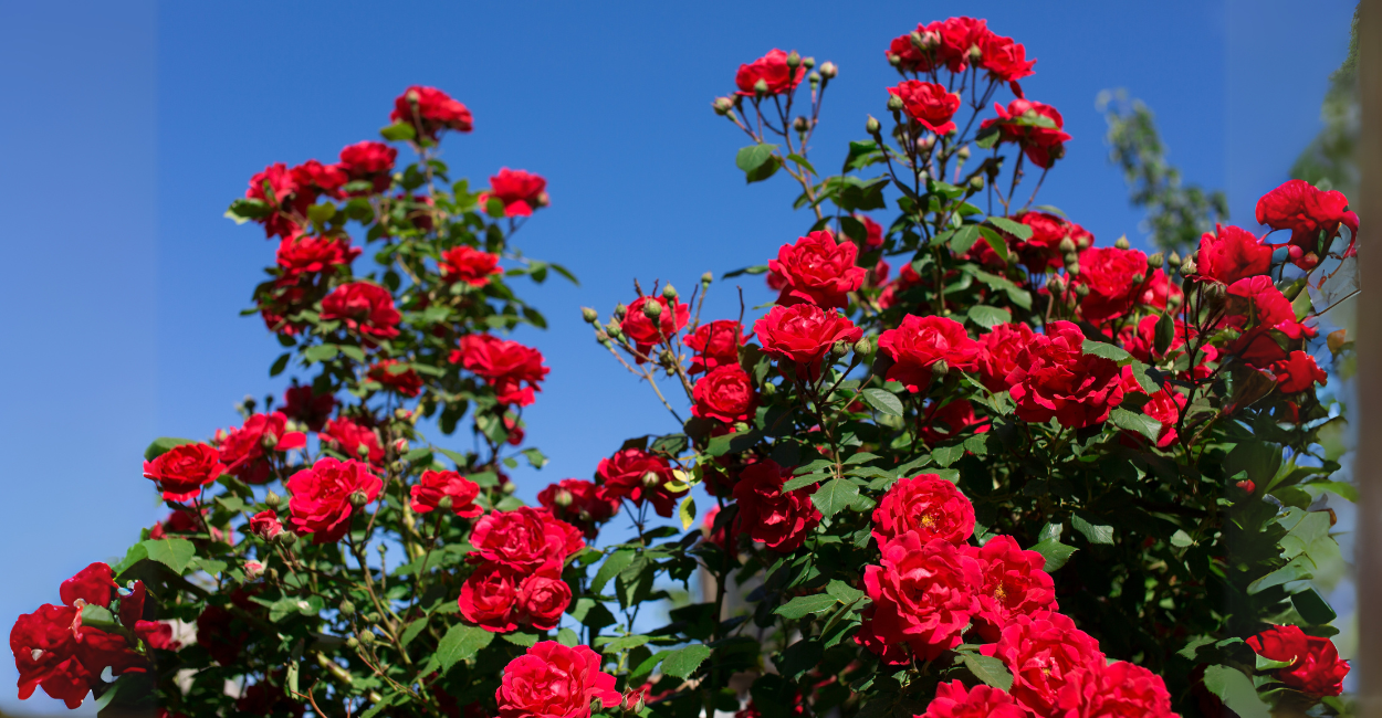 Poda de Roseiras: Guia Detalhado para Flores Otimizadas
