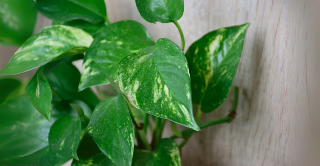 Jiboia Verde (Epipremnum aureum 'Jade') 