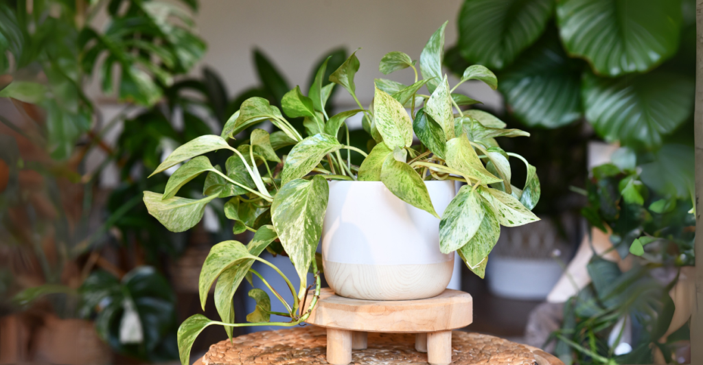 Jiboia Marmorata (Epipremnum aureum 'Marble Queen')