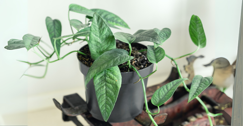 Jiboia na Decoração: Versatilidade e Charme Natural em Cada Ambiente
