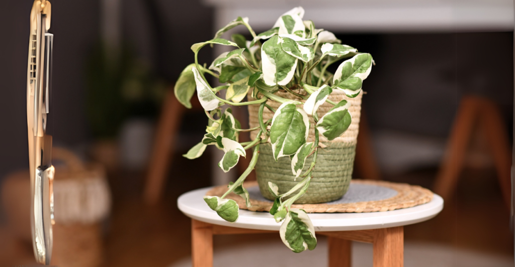 Jiboia N'Joy (Epipremnum aureum 'N'Joy') 