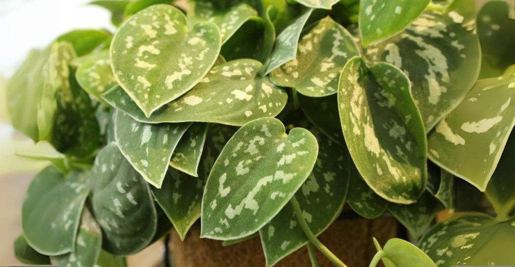 Jiboia Prateada (Scindapsus pictus) 