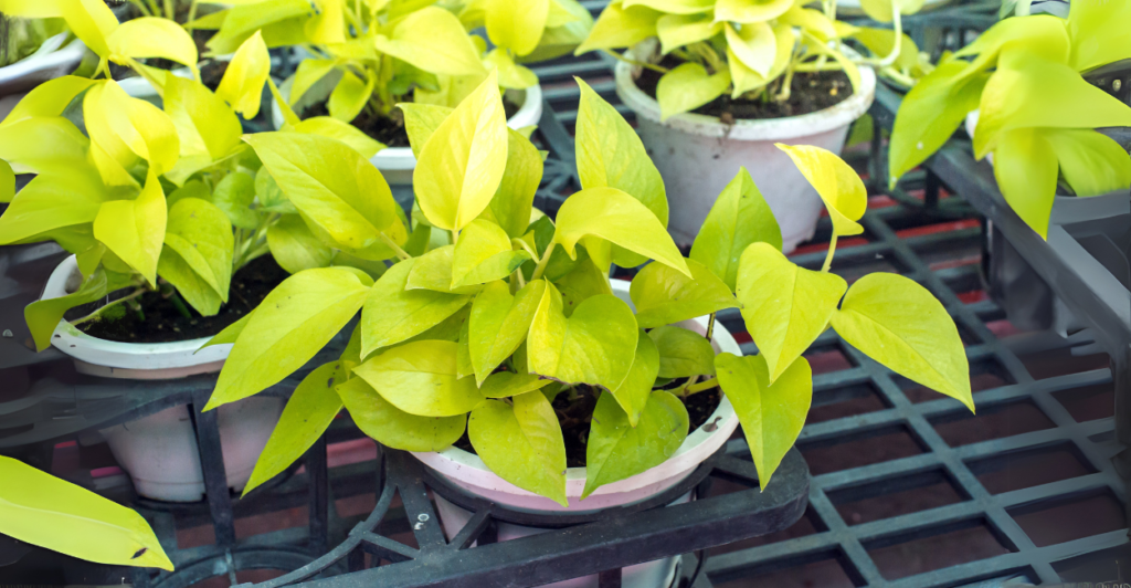Jiboia Neon (Epipremnum aureum 'Neon') 